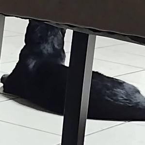 Meet your Posher, Thomas